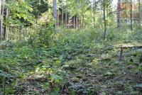 Prodej lesních pozemků v KÚ Jindřichov u Hranic - Foto 4