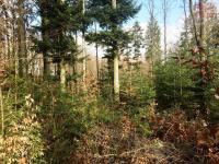Prodej lesních pozemků v KÚ Jindřichov u Hranic - Foto 5