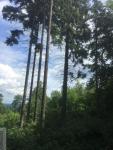 Prodej lesa Vyšní Lhoty - Foto 3