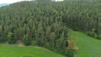 Lesní pozemek - 8 les.JPG