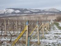 Prodej 2/5 úrodné vinice v malebné lokalitě mezi obcemi Pavlov a Milovice. - P1010249.JPG