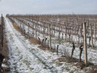 Prodej 2/5 úrodné vinice v malebné lokalitě mezi obcemi Pavlov a Milovice. - P1010253.JPG