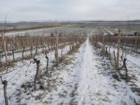 Prodej 2/5 úrodné vinice v malebné lokalitě mezi obcemi Pavlov a Milovice. - P1010266.JPG