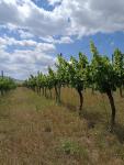 Jedinečná vinice ve vyhlášené lokalitě v obci Starovice - 1657701424656.jpg