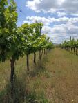 Jedinečná vinice ve vyhlášené lokalitě v obci Starovice - 1657701424665.jpg