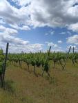 Jedinečná vinice ve vyhlášené lokalitě v obci Starovice - 1657701462772.jpg