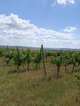 Jedinečná vinice ve vyhlášené lokalitě v obci Starovice - 1657701493002.jpg
