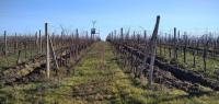 Pronájem plně plodící vinice v obci Sedlec - IMG_20230111_104912_1.jpg