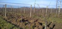 Pronájem plně plodící vinice v obci Sedlec - IMG_20230111_105204_1.jpg