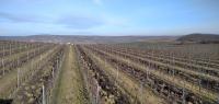 Pronájem pečlivě udržované vinice v Úvalech u Valtic