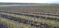 Pronájem pečlivě udržované vinice v Úvalech u Valtic - IMG_20230111_110947_1.jpg