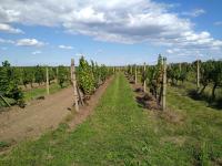 Prodej vinice ve viniční trati "Hájky" ve Valticích