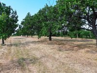 Pozemek k výstavbě vinného sklepa s nástavbou a navazujícím ovocným sadem v Drnholci. - IMG_20230719_101456.jpg