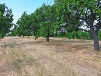 Pozemek k výstavbě vinného sklepa s nástavbou a navazujícím ovocným sadem v Drnholci. - IMG_20230719_101458.jpg