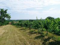 Pozemek k výstavbě vinného sklepa s nástavbou a navazujícím ovocným sadem v Drnholci. - IMG_20230719_101924.jpg