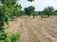 Pozemek k výstavbě vinného sklepa s nástavbou a navazujícím ovocným sadem v Drnholci. - IMG_20230719_102032.jpg