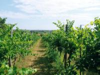 Pozemek k výstavbě vinného sklepa s nástavbou a plně plodící vinicí v Drnholci - IMG_20230719_101909.jpg