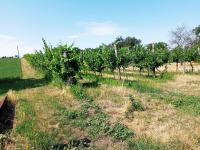 Pozemek k výstavbě vinného sklepa s nástavbou a plně plodící vinicí v Drnholci - IMG_20230719_102728.jpg
