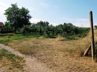 Pozemek k výstavbě vinného sklepa s nástavbou a plně plodící vinicí v Drnholci - IMG_20230719_102756.jpg