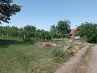 Pozemek k výstavbě vinného sklepa s nástavbou a plně plodící vinicí v Drnholci - IMG_20230719_102903.jpg