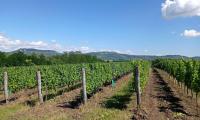Soubor vinic v atraktivních lokalitách, kde vznikají nejlepší vína na Jižní Moravě. - IMG_20230810_143143 - kopie.jpg