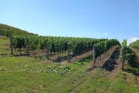 Soubor vinic v atraktivních lokalitách, kde vznikají nejlepší vína na Jižní Moravě. - IMG_20230810_143820 - kopie.jpg