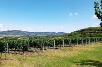 Soubor vinic v atraktivních lokalitách, kde vznikají nejlepší vína na Jižní Moravě. - IMG_20230810_145321 - kopie.jpg