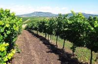 Soubor vinic v atraktivních lokalitách, kde vznikají nejlepší vína na Jižní Moravě. - IMG_20230810_145832 - kopie.jpg