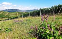 Soubor vinic v atraktivních lokalitách, kde vznikají nejlepší vína na Jižní Moravě. - IMG_20230810_152104 - kopie.jpg