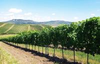 Soubor vinic v atraktivních lokalitách, kde vznikají nejlepší vína na Jižní Moravě.