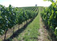 Soubor vinic v atraktivních lokalitách, kde vznikají nejlepší vína na Jižní Moravě. - IMG_20230810_152650 - kopie.jpg