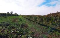 Pozemek určený k výsadbě vinice v Dolních Dunajovicích - IMG_20231017_125902.jpg