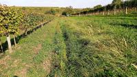 Pozemek určený k výsadbě vinice v Dolních Dunajovicích - IMG_20231017_130045.jpg