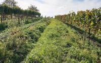 Pozemek určený k výsadbě vinice v Dolních Dunajovicích - IMG_20231017_130212.jpg