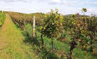 Nabídka slunné vinice v Dolních Dunajovicích - IMG_20231017_132241.jpg
