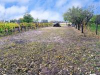 Zemní sklep se zahradou a vinicí v obci Jevišovka - IMG_20231108_113017.jpg