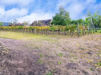 Zemní sklep se zahradou a vinicí v obci Jevišovka - IMG_20231108_113256.jpg