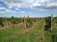 Prodej vinice ve viniční trati "Hájky" v jednom z nejznámějších vinařských měst: Valticích. - IMG_20220902_130338997.jpg
