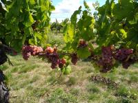 Prodej vinice ve viniční trati "Hájky" v jednom z nejznámějších vinařských měst: Valticích. - IMG_20220902_130445085.jpg
