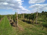 Prodej vinice ve viniční trati "Hájky" v jednom z nejznámějších vinařských měst: Valticích. - IMG_20220902_131231602.jpg