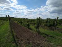 Prodej vinice ve viniční trati "Hájky" v jednom z nejznámějších vinařských měst: Valticích. - IMG_20220902_132043209.jpg
