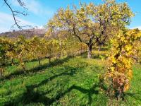 Jedinečná příležitost koupě vinného sklepa s vinicí na úpatí Svatého kopečku v Mikulově - IMG_20241024_113924.jpg