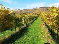 Jedinečná příležitost koupě vinného sklepa s vinicí na úpatí Svatého kopečku v Mikulově - IMG_20241024_114009.jpg