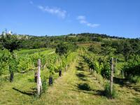 Jedinečná příležitost koupě vinného sklepa s vinicí na úpatí Svatého kopečku v Mikulově - Photo17_July 6 2020.jpg