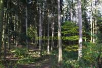 Lesní pozemek, podíl id. 3/784, k.ú. Jasenná na Moravě, CP 451140 m2 - DSC_0023.JPG