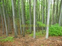 Lesní pozemek k.ú. Řeka, okr. Frýdek - Místek, CP 59305 m2 - 05 bukový les.JPG