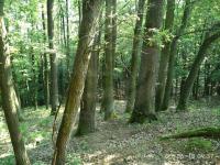 Prodej dubového lesa o výměře 5.251m2, k.ú. Kelníky, obec Kelníky, okres Zlín