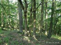 Prodej dubového lesa o výměře 5.251m2, k.ú. Kelníky, obec Kelníky, okres Zlín - f2.jpg