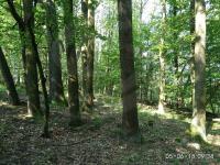 Prodej dubového lesa o výměře 5.251m2, k.ú. Kelníky, obec Kelníky, okres Zlín - f3.jpg