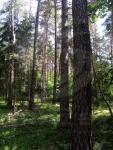 Prodej lesních pozemků o výměře 7305m2, k.ú. Kvášňovice, obec Kvášňovice, okres Klatovy - f1.jpg